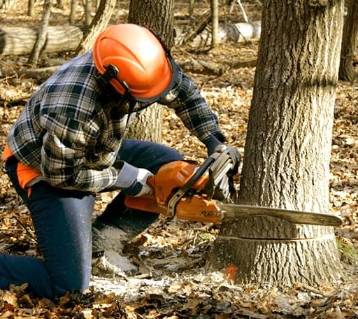 Tree Removal in Northeast Harbor, ME